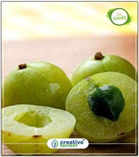 Fruit Seeds Deciduous Fruit Tree Indian Gooseberry Fruit Seeds Perfect Home Garden Plant Seeds