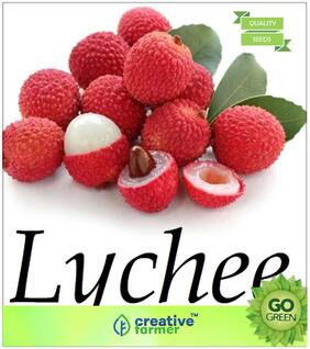 Fruit Seeds : Leechee 'Gift For A Joyful Life  Premium Kitchen Garden Plant Seeds