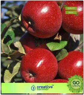 Fruit Seeds : Fruit Seeds Rare Imported Dwarf Apple Fruit Delicious Fruit Seeds Fruit Seeds Organic Premium Kitchen Garden Plant Seeds