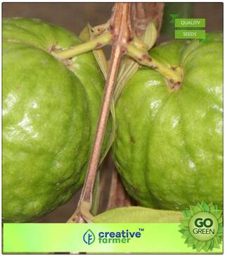 Fruit Seeds Kilogram Pera (Kilogram Guava) Fruit Plant Seeds For Garden Fruit Seeds Premium Kitchen Garden Plant Seeds