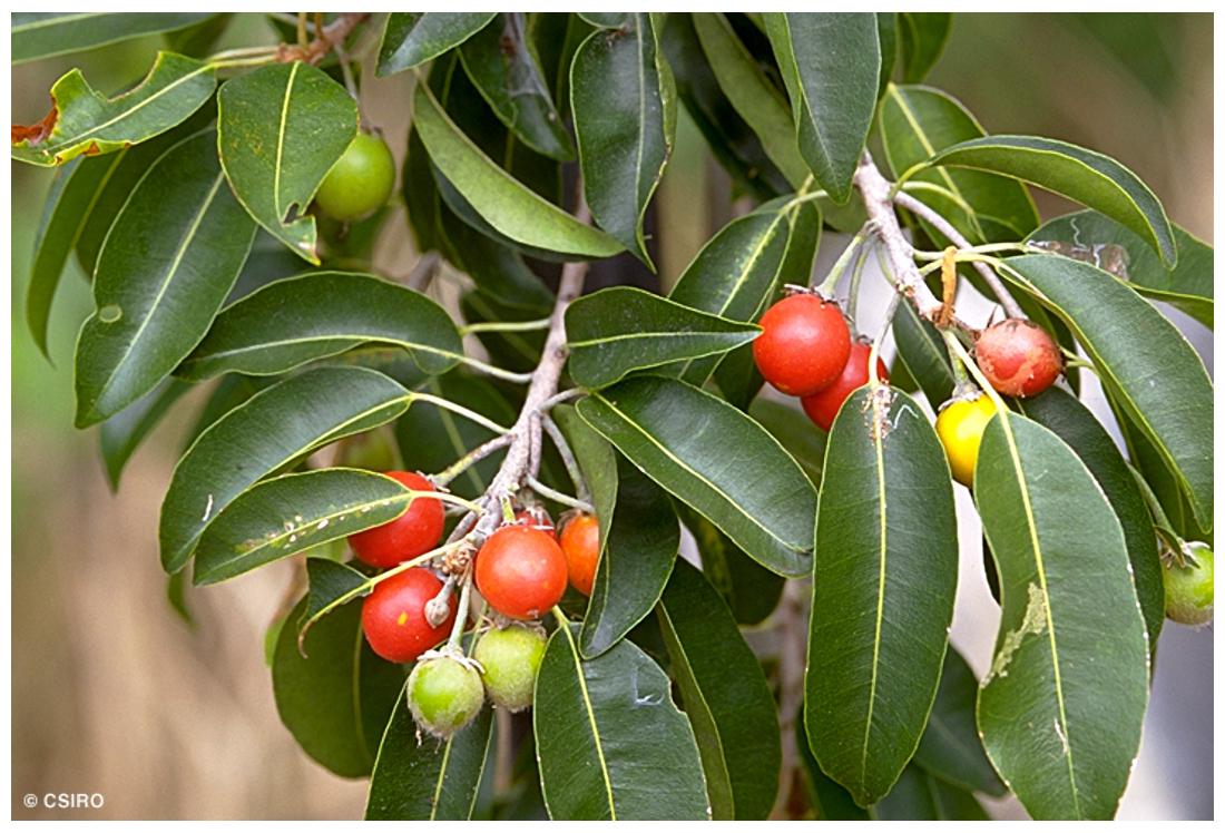 https://assetscdn1.paytm.com/images/catalog/product/H/HO/HOMFRUIT-SEEDS-CREA88747976CC7C7/1563031571679_1..jpg