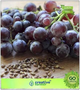 Fruit Seeds Grape Fruit Fruit Plant Seeds For Garden Balcony Kitchen Garden Premium Kitchen Garden Plant Seeds