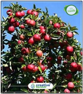 Fruit Seeds Apple Mixed Seeds Malus Domestica Fruits Seeds Fruit Seeds Perfect Home Garden Plant Seeds