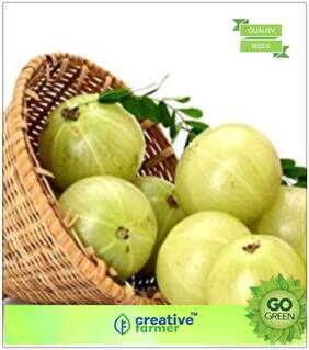 Fruit Seeds : Amla Tree Seeds Premium Kitchen Garden Plant Seeds