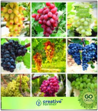 Fruit Seeds Dwarf Grape Fruit Fragrant Indoor Outdoor Climbing Mixed Seeds Fruit Plant Seeds Premium Kitchen Garden Plant Seeds