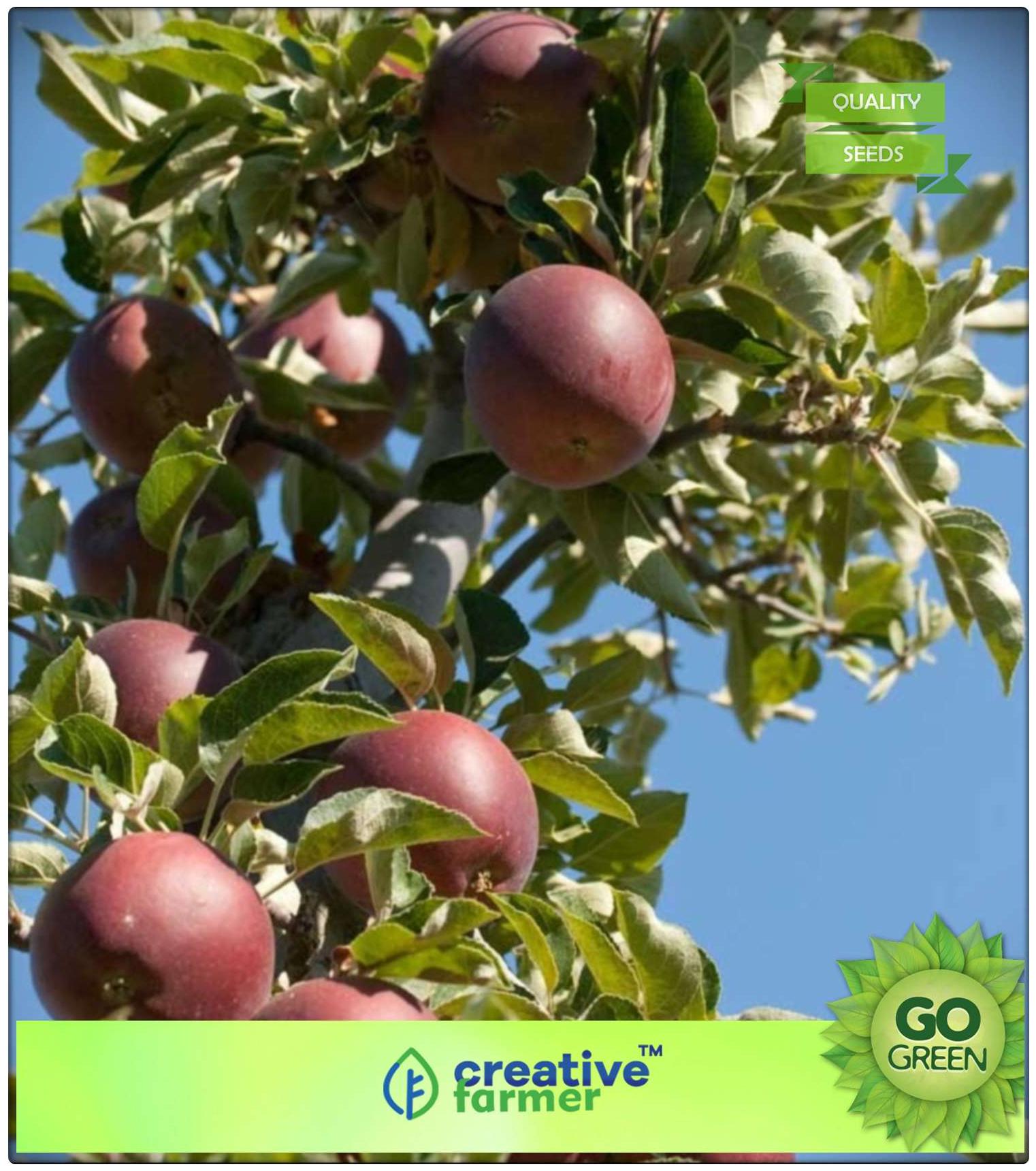 https://assetscdn1.paytm.com/images/catalog/product/H/HO/HOMFRUIT-SEEDS-CREA88747AB1C489E/1563112896057_0..jpg