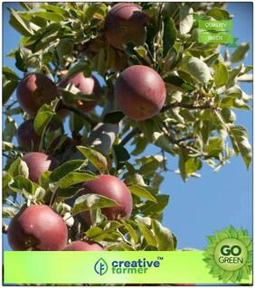 Fruit Seeds : Fruit Seeds Apple - Benoni Variety Seeds For Farming Premium Kitchen Garden Plant Seeds