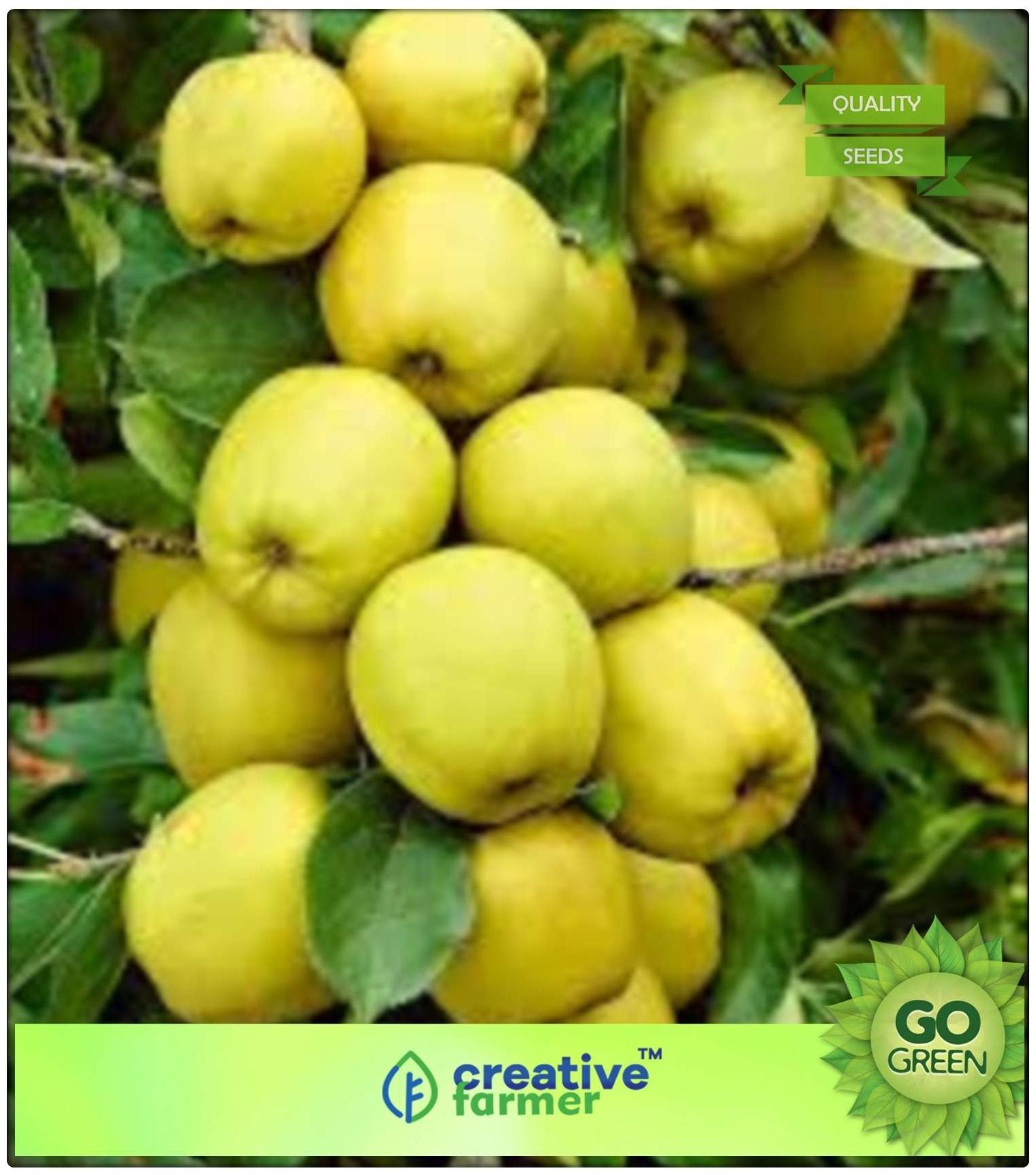 https://assetscdn1.paytm.com/images/catalog/product/H/HO/HOMFRUIT-SEEDS-CREA88747AE273635/1563040227285_0..jpg