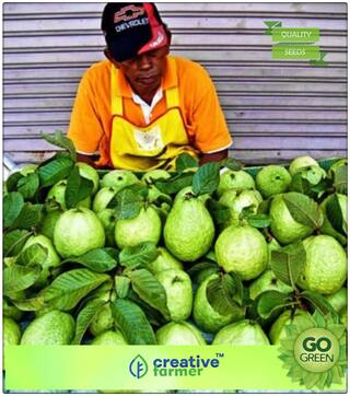 Fruit Seeds Giant Thailand Guava Fruit Seeds 20 Seeds Premium Kitchen Garden Plant Seeds
