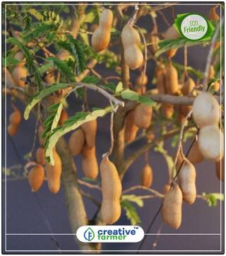 Fruit Seeds Tamarind Imli Or Tamarindus Indica Tree Fruit Seeds Fruit Plant Seeds Bonsai Plant Seeds Fruit Bonsai Seeds Perfect Home Garden Plant Seeds