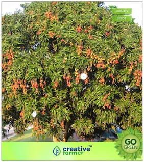 Fruit Seeds : Lychee Fruit Seed For Germination Premium Kitchen Garden Plant Seeds
