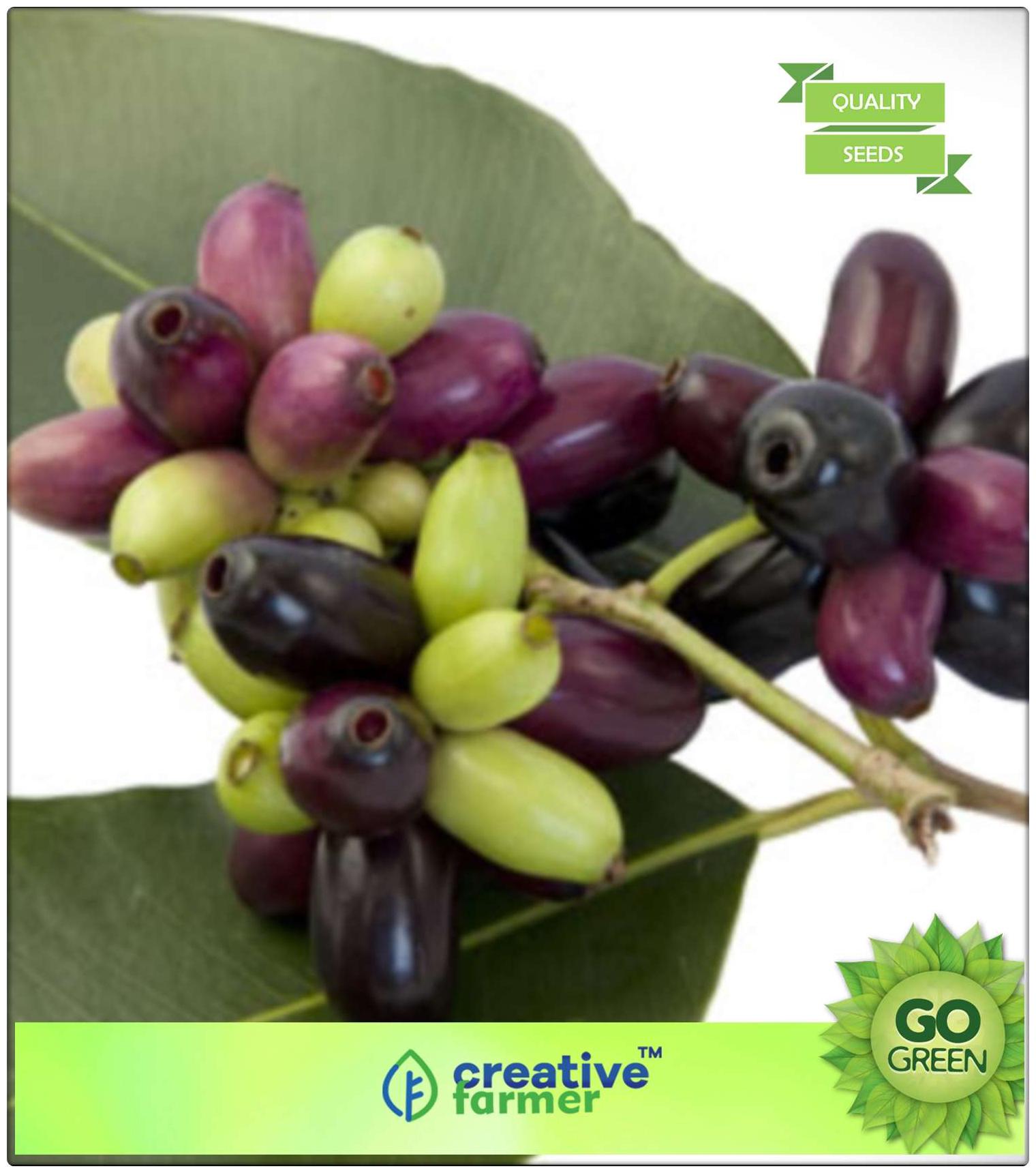 https://assetscdn1.paytm.com/images/catalog/product/H/HO/HOMFRUIT-SEEDS-CREA88747B720C8D6/1563038149252_0..jpg