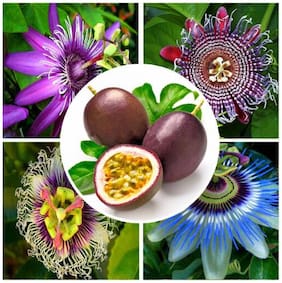 Fruit Seeds : Passion Fruit Tree Seeds For Easy Gardening Fruit Seeds Kitchen Garden Pack By Creative Farmer