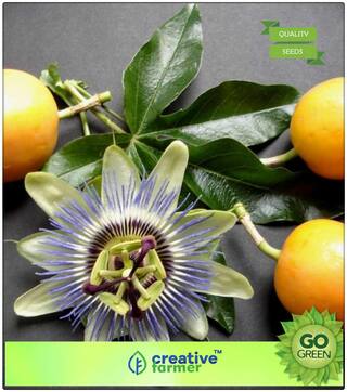 Fruit Seeds Golden Nugget Passion Fruit Seeds Fast Fruiting Plant Seeds Fruit Seeds Premium Kitchen Garden Plant Seeds