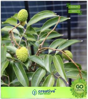 Fruit Seeds : Fruit Seeds Leechee Premium Kitchen Garden Plant Seeds