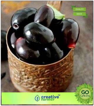 Fruit Seeds Duhat Plum - Jamun Fruit Seeds Seeds For Rainy Season Premium Kitchen Garden Plant Seeds