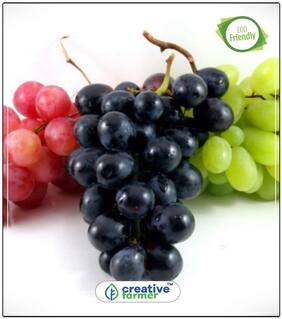Fruit Seeds Imported Green Grapes Sweet And Delicious Fruit Seeds Perfect Home Garden Plant Seeds