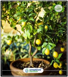 Fruit Seeds Edible Fruit Meyer Lemon Seeds;Exotic Citrus Lemon;Fresh Tree Seeds Sold 10 Seeds Fruit Seeds For Gardening Perfect Home Garden Plant Seeds