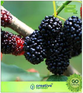 Fruit Seeds : White Mulberry - Berries Are Sweet Reminiscent Of Watermelon Premium Kitchen Garden Plant Seeds