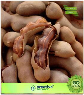 Fruit Seeds Tamarindus Indica Seeds Fruit Garden Seeds Fruit Seeds Premium Kitchen Garden Plant Seeds