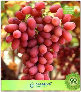 Fruit Seeds Grape Berry Fruit Seeds For Garden Kitchen Garden Premium Kitchen Garden Plant Seeds