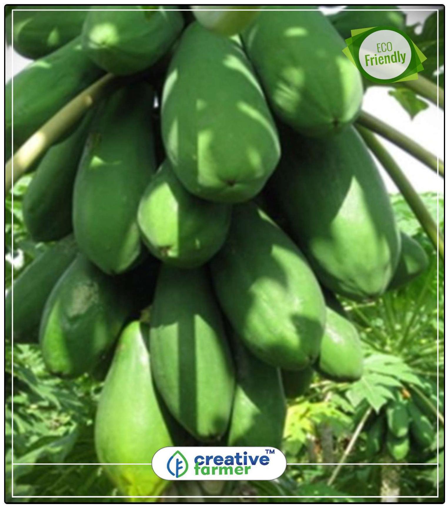 https://assetscdn1.paytm.com/images/catalog/product/H/HO/HOMFRUIT-SEEDS-CREA88747D9BC4C61/1563112755112_0..jpg