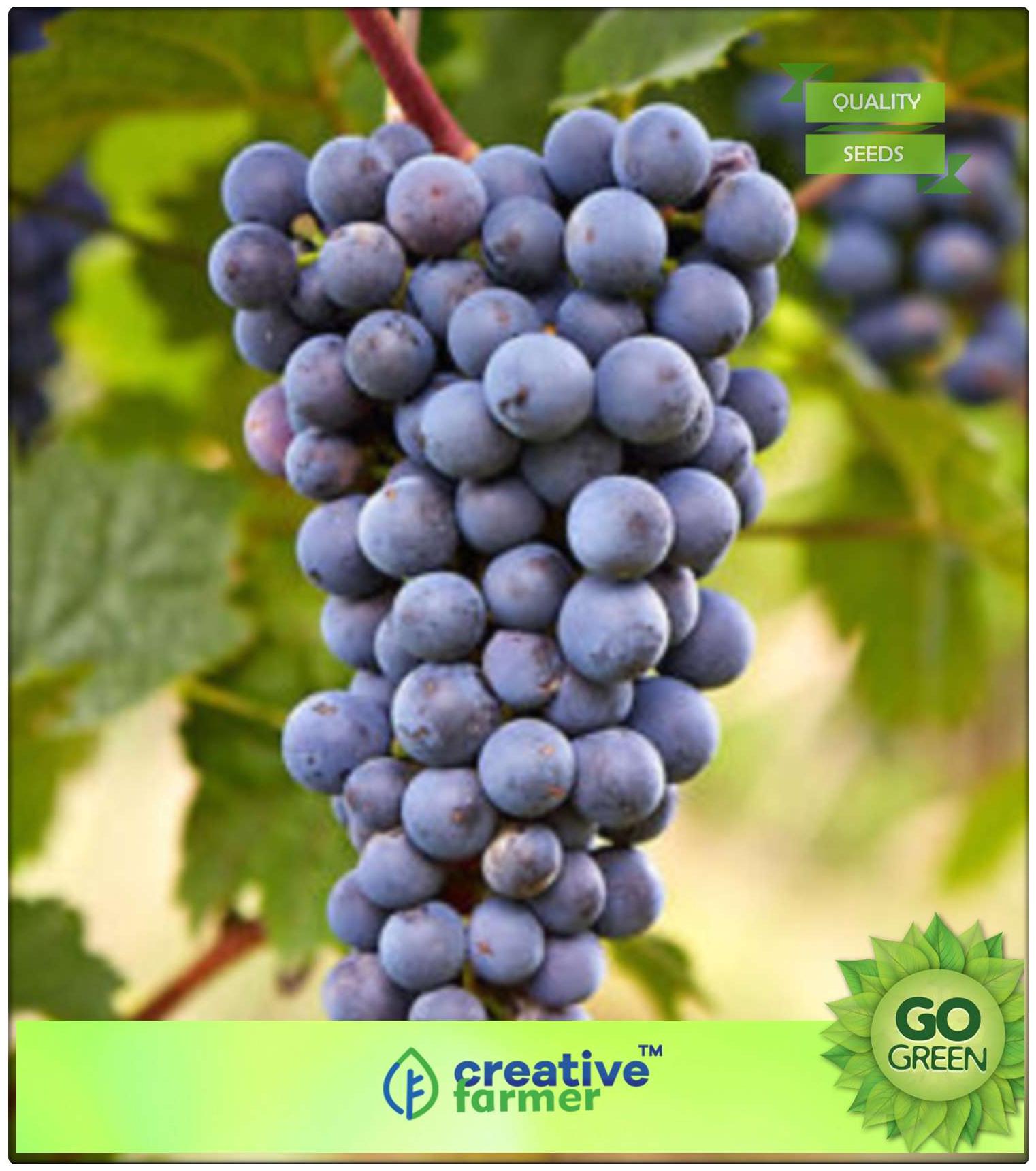 https://assetscdn1.paytm.com/images/catalog/product/H/HO/HOMFRUIT-SEEDS-CREA88747DA736ACC/1563036789254_0..jpg