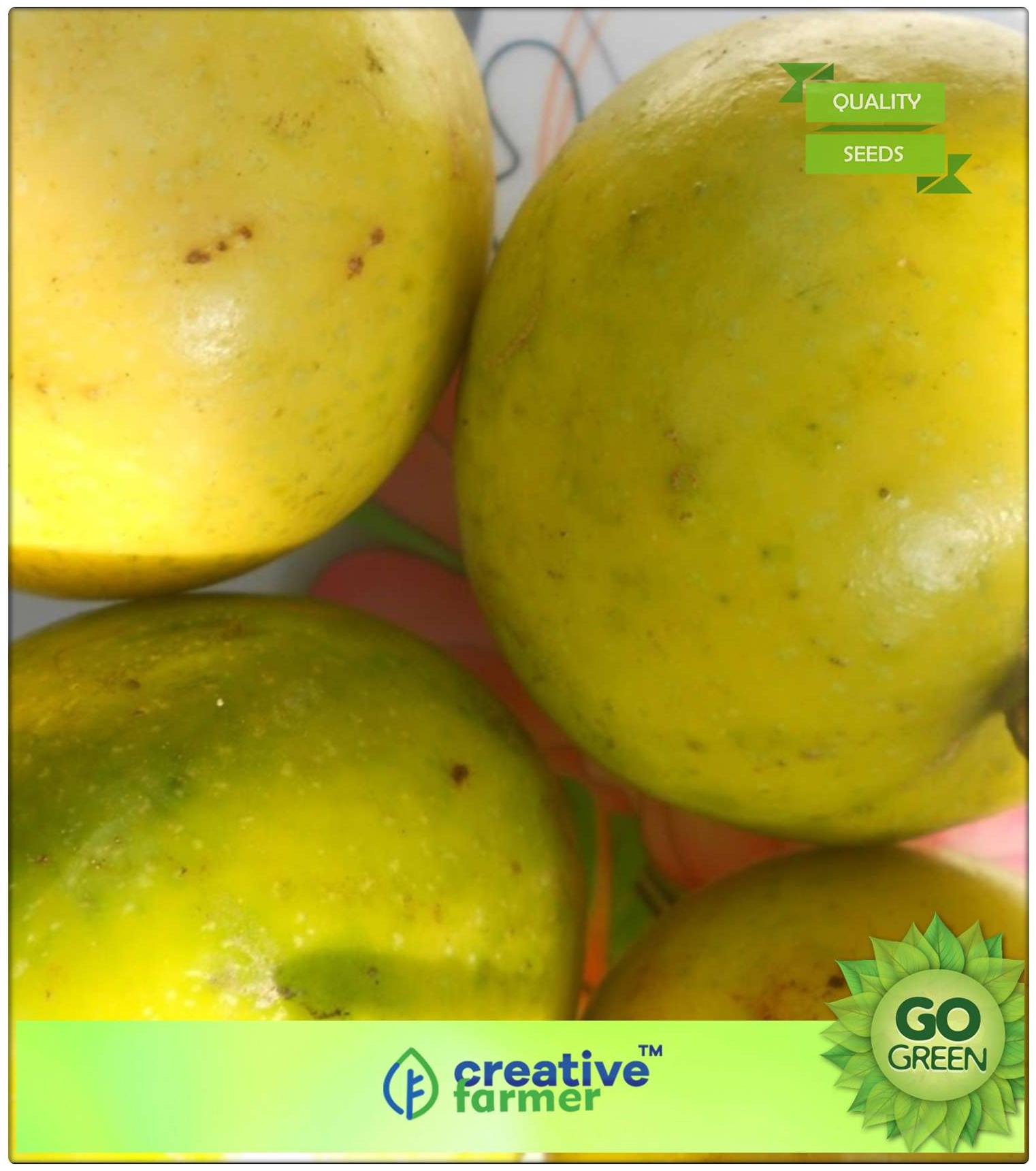https://assetscdn1.paytm.com/images/catalog/product/H/HO/HOMFRUIT-SEEDS-CREA88747E3189156/1563112901557_0..jpg