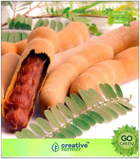Fruit Seeds Best Quality Tamarind Seeds For Growing Fruit Seeds For Home Depot Fruit Seeds Premium Kitchen Garden Plant Seeds