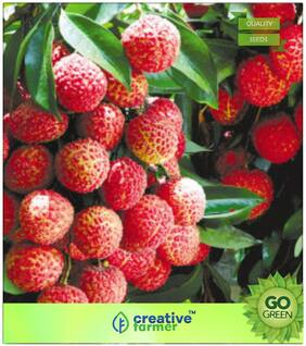 Fruit Seeds : Lychee Litchi Seeds Sweet Delicious Bonsai Fruit Seed Succulent Premium Kitchen Garden Plant Seeds