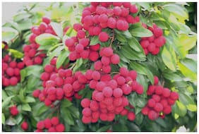 Fruit Seeds Garden Lychee Seeds Fruit Plant For Container Seeds