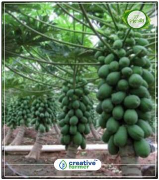 Fruit Seeds Papaya Fruit Seeds Fruit Seeds For All Season Bonsai Plant Seeds Fruit Bonsai Seeds Perfect Home Garden Plant Seeds