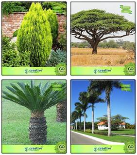 Fuit And Shade Tree Thuja Orientalis;Acacia Senegal;Sago Palm;Bottle Palm Combo For Home Garden Medicinal Plant Seeds