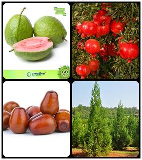 Fuit And Shade Tree Guava;Pomagranate Nana;Plum;Japanese Cedar Combo For Home Garden Fruit Seeds