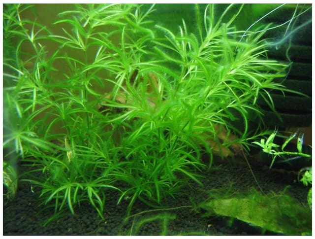 Futaba Aquarium Grass Seeds - 100 pcs