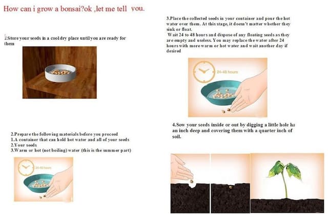 Futaba Dionaea Muscipula Giant Clip Venus Flytrap Seeds - 100 pcs