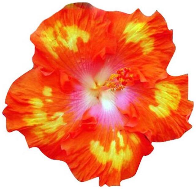 Futaba Hibiscus Rosa-sinensis Flower Seeds - Orange - 100 pcs