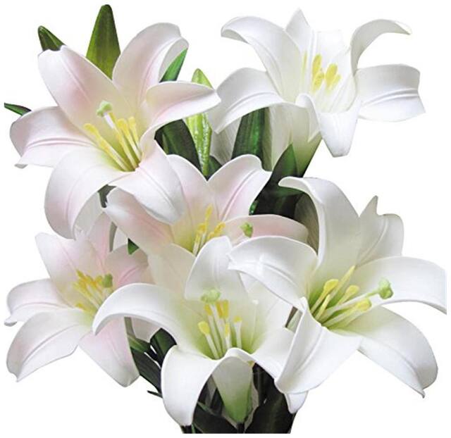 Futaba Hydroponic Mini Water Lily seeds - White - 100 pcs