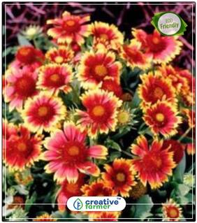 Gaillardia-Aristata Mix Flower Seed Rainy Season Perfect Home Garden Plant Seeds
