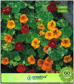 Garden Flowers Seeds For Balcony : Canary Bird Flower Climber Flower Seeds Premium Kitchen Garden Plant Seeds