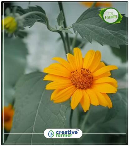 Garden Marigold Orange Flower Seed For All Season Perfect Home Garden Plant Seeds