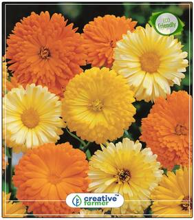Garden Marigold Orange Flower Seeds Offer Perfect Home Garden Plant Seeds