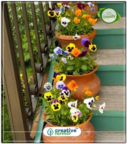 Garden Pansy Flowering Seeds Perfect Home Garden Plant Seeds
