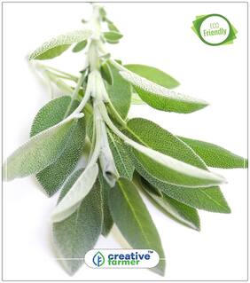 Garden Sage - Mint Family Herb Seeds For Home Garden Perfect Home Garden Plant Seeds