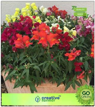 Garden Seeds For Pots : Antirrhinum Majus Premium Kitchen Garden Plant Seeds