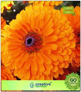 Garden Seeds For House : Garden Marigold Mixed Premium Kitchen Garden Plant Seeds