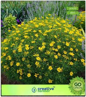 Garden Seeds For Plants : Lance-Leaved Coreopsis Premium Kitchen Garden Plant Seeds