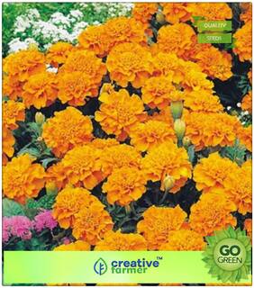 Garden Seeds For House : Marigold Gulzafri Orange Premium Kitchen Garden Plant Seeds