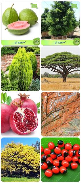 Garden Tree Plants For Home Pomagranate;Taxodium Mucronatum;Acacia Dealbata;Abrus Precatorius Combo For Home Garden Fruit Seeds
