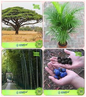 Garden Tree Plants For Home Acacia Senegal;Areca Palm;Bamboo Thorny;Elaeocarpus Ganitrus Combo For Home Garden Tree Seeds